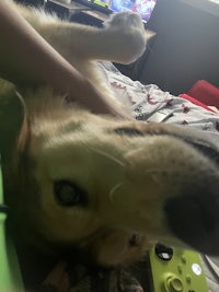 a dog laying on a person's bed