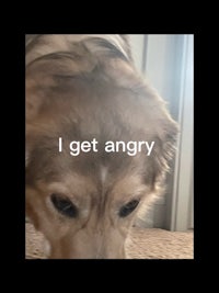 a golden retriever with the text i get angry